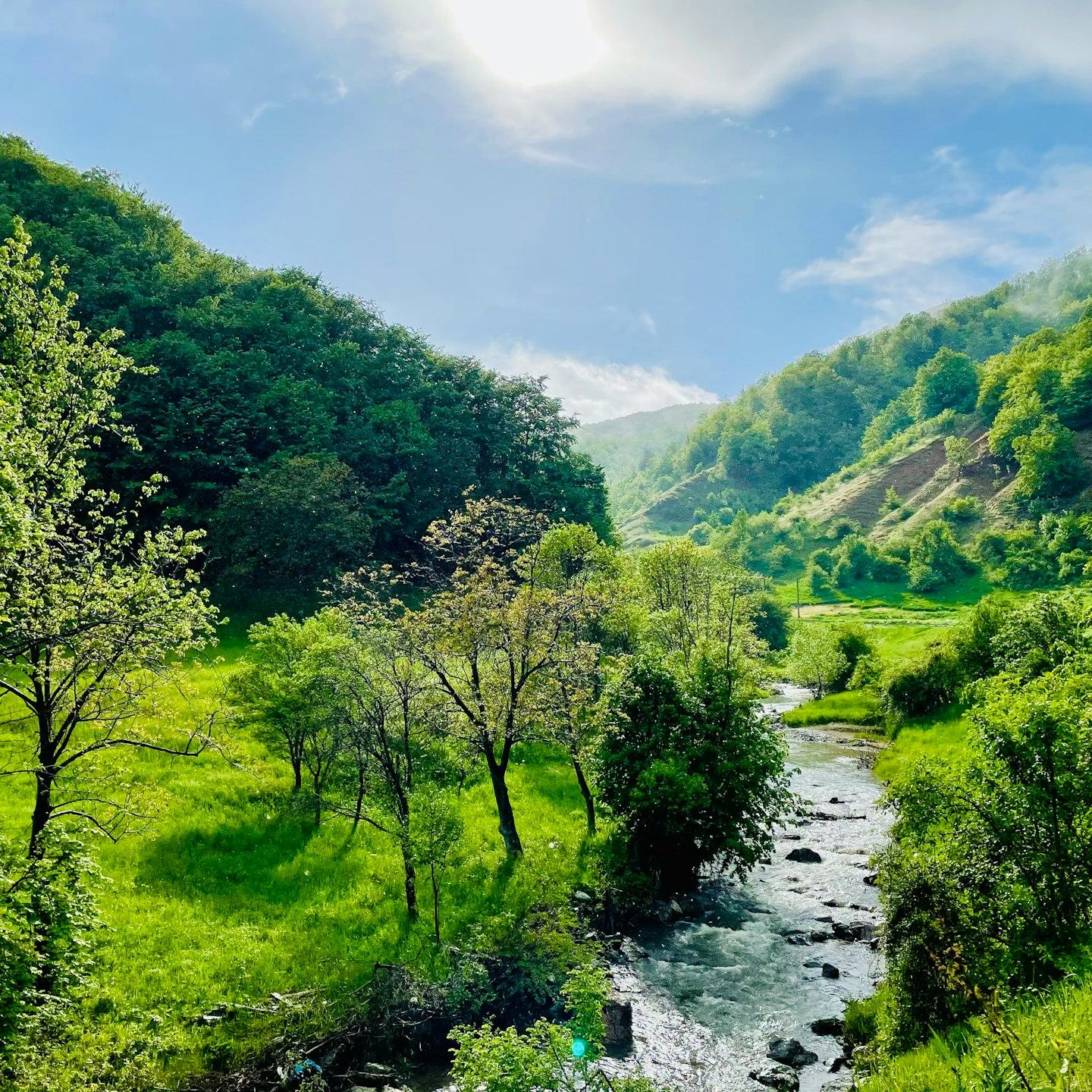 green trees beside river under blue sky during daytime